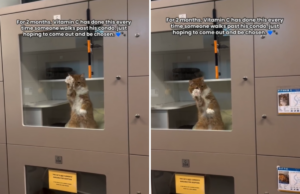 Lágrimas pelo que o gato do abrigo faz quando as pessoas passam na esperança de serem ‘escolhidas’ Lágrimas pelo que o gato do abrigo faz quando as pessoas passam na esperança de serem ‘escolhidas’