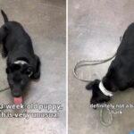 Puppy returned to shelter twice