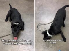 Lágrimas quando o cachorrinho de 13 semanas voltou ao abrigo duas vezes – então alguém a viu Puppy returned to shelter twice