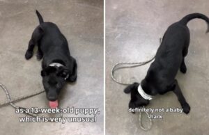 Lágrimas quando o cachorrinho de 13 semanas voltou ao abrigo duas vezes – então alguém a viu Puppy returned to shelter twice