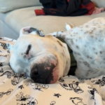 Churro the rescue dog.