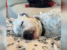 Lágrimas sobre como o cão resgatado dorme sabendo que ‘nunca mais voltará’ ao abrigo Churro the rescue dog.