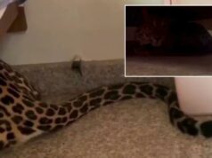 Leopardo encontrado escondido debaixo da cama depois de voltar da floresta indiana para casa Leopardo encontrado escondido debaixo da cama depois de voltar da floresta indiana para casa