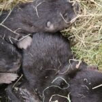 Ícone de conversão de texto em fala