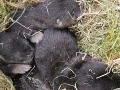 Lontra adorável: filhotes de lontra encontrados escondidos sob o galpão de Richmond Ícone de conversão de texto em fala