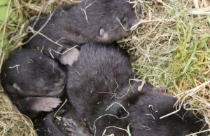 Lontra adorável: filhotes de lontra encontrados escondidos sob o galpão de Richmond Ícone de conversão de texto em fala