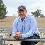 Mais cordeiros oriundos de borregas: principais parâmetros de referência para uma união bem-sucedida de borregas