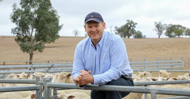 Mais cordeiros oriundos de borregas: principais parâmetros de referência para uma união bem-sucedida de borregas
