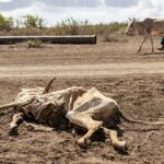 Mais de 6 milhões de somalis enfrentam fome em meio a choques e conflitos climáticos