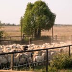 Mais roubos de ovelhas relatados após 150 ovelhas roubadas de cidades de Wheatbelt