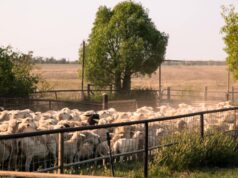 Mais roubos de ovelhas relatados após 150 ovelhas roubadas de cidades de Wheatbelt Mais roubos de ovelhas relatados após 150 ovelhas roubadas de cidades de Wheatbelt