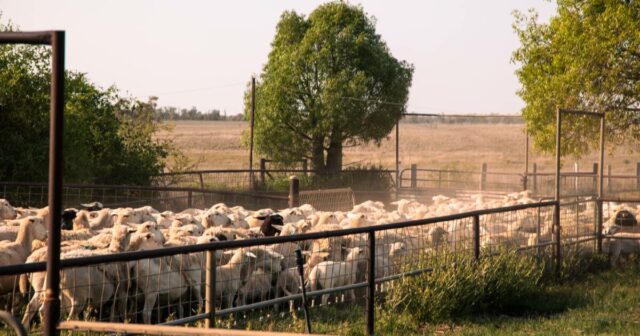 Mais roubos de ovelhas relatados após 150 ovelhas roubadas de cidades de Wheatbelt
