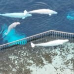 Ícone de conversão de texto em fala