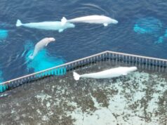 Marineland solicita empréstimo federal de US$ 10 milhões a US$ 20 milhões para exportar belugas para os EUA Ícone de conversão de texto em fala