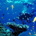 Mengintip Dunia Bawah Laut Tanpa Harus Mergulho!