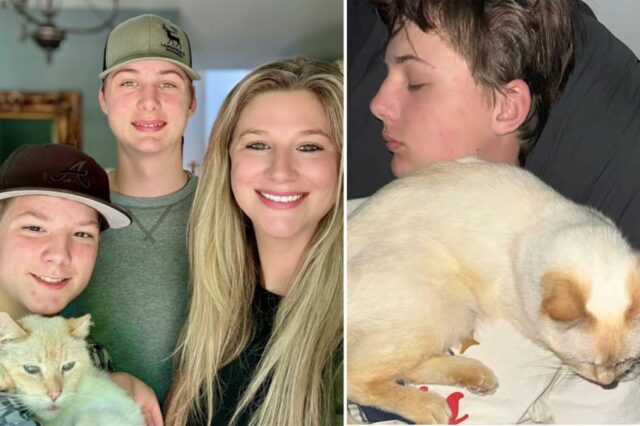 Milagre quando o gato da Califórnia chamado Dodger, que foi perdido há sete anos, encontra o caminho de volta para a família a 4.000 quilômetros de distância
