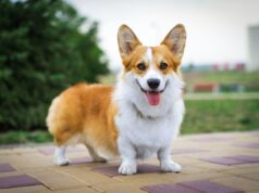 Milhões de proprietários de cães californianos poderiam se beneficiar com a nova lei de propriedade Milhões de proprietários de cães californianos poderiam se beneficiar com a nova lei de propriedade