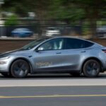 gato piscante pássaro verde