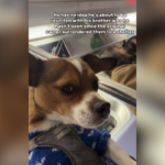 Melania Trump’s Email To Ghislaine Maxwell Reemerges After Statement