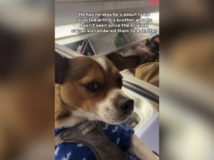 Moment Brothers reunidos depois que o proprietário original entregou o par ao abrigo Melania Trump’s Email To Ghislaine Maxwell Reemerges After Statement