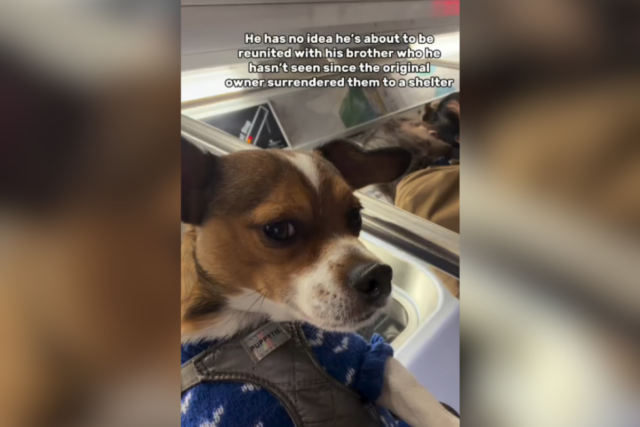 Moment Brothers reunidos depois que o proprietário original entregou o Melania Trump’s Email To Ghislaine Maxwell Reemerges After Statement