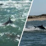 Momento assustador: homem é cercado por tubarões em um frenesi alimentar