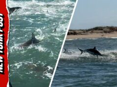 Momento assustador: homem é cercado por tubarões em um frenesi alimentar Momento assustador: homem é cercado por tubarões em um frenesi alimentar