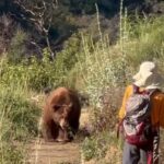 Momento aterrorizante, enorme urso ataca caminhante na trilha de Los Angeles – antes que ele faça um movimento insano