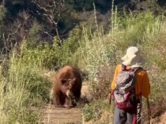 Momento aterrorizante, enorme urso ataca caminhante na trilha de Los Angeles – antes que ele faça um movimento insano Momento aterrorizante, enorme urso ataca caminhante na trilha de Los Angeles – antes que ele faça um movimento insano