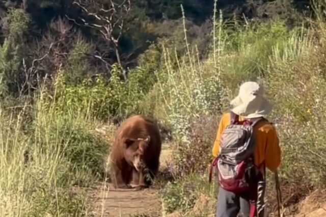 Momento aterrorizante, enorme urso ataca caminhante na trilha de Los Angeles – antes que ele faça um movimento insano
