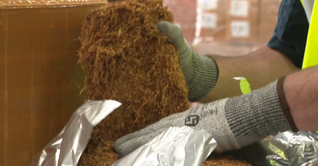 Monstro de tabaco ilícito descoberto em mala
