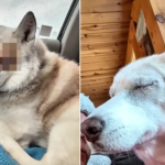 Luna was adopted three months ago.