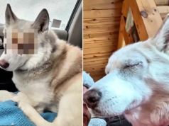 Mulher adota cachorro de resgate e, um mês depois, veterinários removem seus olhos Luna was adopted three months ago.