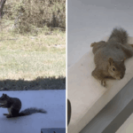 Mulher alimenta esquilo e fica histérica com o que se segue