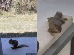 Mulher alimenta esquilo e fica histérica com o que se segue Mulher alimenta esquilo e fica histérica com o que se segue