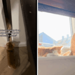 Mulher avisada para manter o gatinho longe do gato, eles têm outros planos