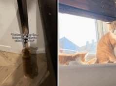 Mulher avisada para manter o gatinho longe do gato, eles têm outros planos Mulher avisada para manter o gatinho longe do gato, eles têm outros planos