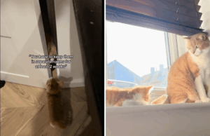 Mulher avisada para manter o gatinho longe do gato, eles têm outros planos Mulher avisada para manter o gatinho longe do gato, eles têm outros planos