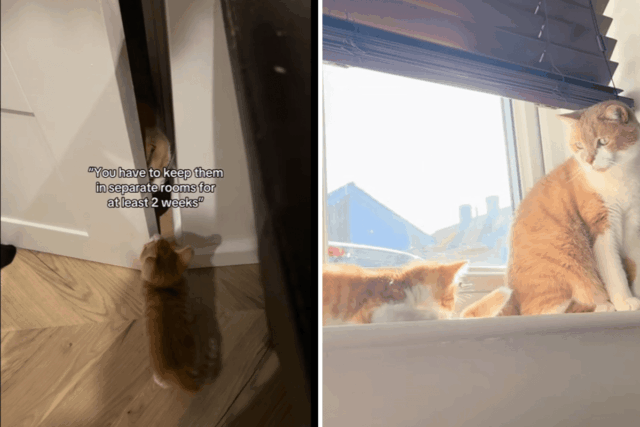 Mulher avisada para manter o gatinho longe do gato, eles têm outros planos
