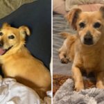 Mulher descobre cachorro abandonado e depois revela por que se recusa a encontrar dono