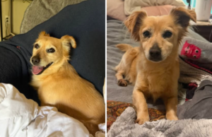 Mulher descobre cachorro abandonado e depois revela por que se recusa a encontrar dono Mulher descobre cachorro abandonado e depois revela por que se recusa a encontrar dono