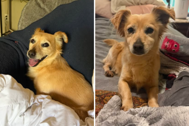 Mulher descobre cachorro abandonado e depois revela por que se recusa a encontrar dono
