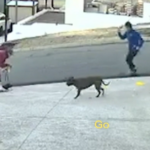 Ataque de cachorro Dianella