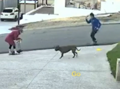 O destino dos cães está em jogo após ‘um dos piores’ ataques Ataque de cachorro Dianella