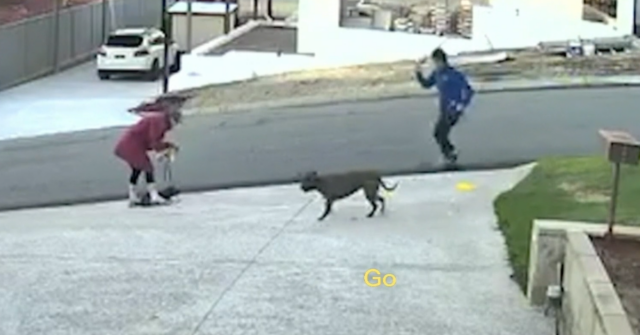 Mulher é atacada e seu animal de estimação morto em Ataque de cachorro Dianella