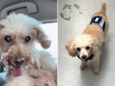 Mulher encontra o ‘doppelganger’ do cachorro falecido no abrigo e sabe o que tem que fazer Alfie and Tiny