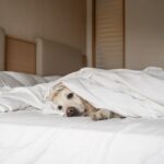 Mulher faz uma viagem feminina e chora por causa do que seu cachorrinho faz enquanto ela está fora