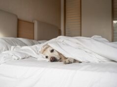 Mulher faz uma viagem feminina e chora por causa do que seu cachorrinho faz enquanto ela está fora Mulher faz uma viagem feminina e chora por causa do que seu cachorrinho faz enquanto ela está fora