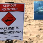 Nadadores fogem enquanto grandes manchas brancas festejam em uma praia lotada da Califórnia