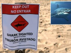 Nadadores fogem enquanto grandes manchas brancas festejam em uma praia lotada da Califórnia Nadadores fogem enquanto grandes manchas brancas festejam em uma praia lotada da Califórnia